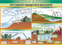 Таблица "Круговорот веществ в биосфере" (100х140 сантиметров, винил) - fgospostavki.ru - Нижний Новгород