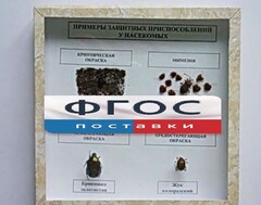 Коллекция энтомологическая "Примеры защитных приспособлений у насекомых" - fgospostavki.ru - Нижний Новгород
