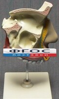 Модель "Разрез носоглотки" - fgospostavki.ru - Нижний Новгород