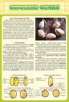 Стенд "Строение семян" - fgospostavki.ru - Нижний Новгород