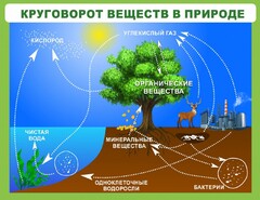 Стенд "Круговорот веществ" - fgospostavki.ru - Нижний Новгород