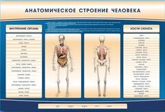 Электрифицированный стенд-тренажер c макетом скелета "Анатомическое строение человека" - fgospostavki.ru - Нижний Новгород