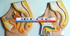 Модель барельефная "Таз мужской и таз женский" - fgospostavki.ru - Нижний Новгород