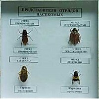 Коллекция энтомологическая "Представители отряда насекомых" - fgospostavki.ru - Нижний Новгород