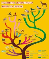 Стенд "Развитие животного мира на земле" - fgospostavki.ru - Нижний Новгород