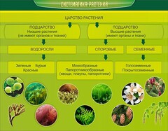Стенд "Систематика растений" - fgospostavki.ru - Нижний Новгород