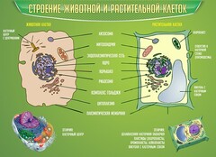 Стенд "Строение животной и растительной клеток" - fgospostavki.ru - Нижний Новгород