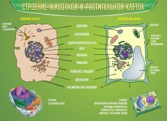  Биология - fgospostavki.ru - Нижний Новгород