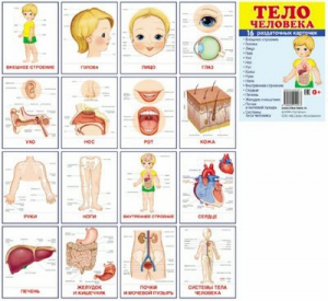 Раздаточные карточки "Тело человека" - fgospostavki.ru - Нижний Новгород