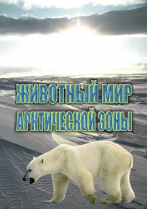 DVD "Животный мир Арктической зоны" - fgospostavki.ru - Нижний Новгород