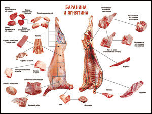 Таблица "Правила разделки мясных туш. Баранина и ягнятина" (100х140 сантиметров, винил) - fgospostavki.ru - Нижний Новгород