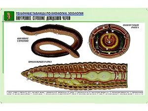 Рельефная таблица "Внутреннее строение дождевого червя" (формат А1, матовое ламинирование) - fgospostavki.ru - Нижний Новгород