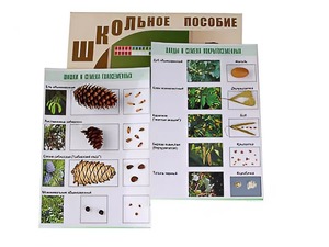 Коллекция "Шишки, плоды, семена деревьев и кустарников" - fgospostavki.ru - Нижний Новгород