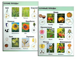 Коллекция "Семена и плоды" - fgospostavki.ru - Нижний Новгород