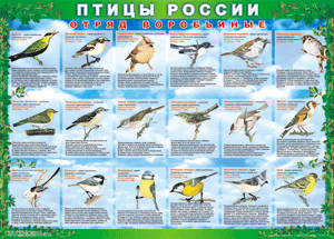 Комплект таблиц "Птицы России (4 листа)" (100х140 сантиметров, винил) - fgospostavki.ru - Нижний Новгород