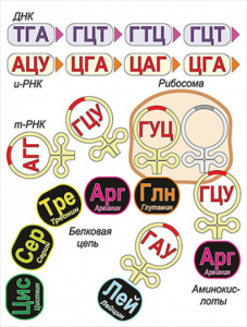 Модель-аппликация Биосинтез белка - fgospostavki.ru - Нижний Новгород