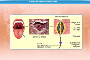 Интерактивные курсы. Биология 10 класс. Базовый. - fgospostavki.ru - Нижний Новгород