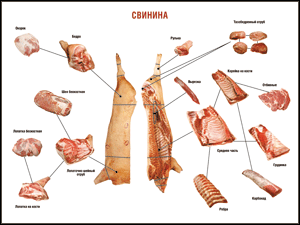 Таблица "Правила разделки мясных туш. Свинина" (100х140 сантиметров. винил) - fgospostavki.ru - Нижний Новгород