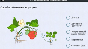 Интерактивные курсы. Биология 7 класс. Расширенный. - fgospostavki.ru - Нижний Новгород