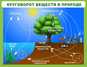 Стенд "Круговорот веществ" - fgospostavki.ru - Нижний Новгород