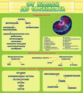 Стенд "От клетки до организма" - fgospostavki.ru - Нижний Новгород