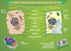 Стенд "Строение животной и растительной клеток" - fgospostavki.ru - Нижний Новгород