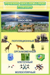 Стенд "Уровни организации живого" - fgospostavki.ru - Нижний Новгород
