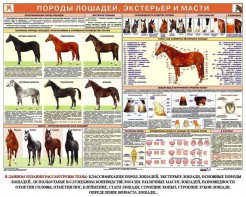Комплект плакатов "Служебное коневодство" - fgospostavki.ru - Нижний Новгород