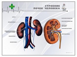 Стенд "Строение почки человека" - fgospostavki.ru - Нижний Новгород