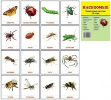 Раздаточные карточки "Насекомые" - fgospostavki.ru - Нижний Новгород