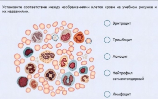 Интерактивные курсы. Биология 11 класс. Расширенный. - fgospostavki.ru - Нижний Новгород