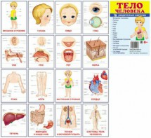 Раздаточные карточки "Тело человека" - fgospostavki.ru - Нижний Новгород