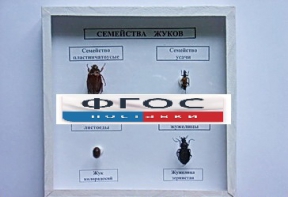 Коллекция "Семейство жуков" - fgospostavki.ru - Нижний Новгород