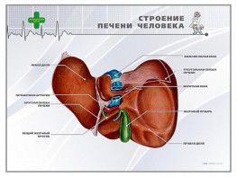Стенд "Строение печени человека" - fgospostavki.ru - Нижний Новгород