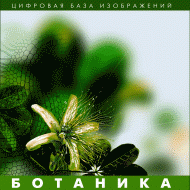 Ботаника. (Цифровая база изображений) - fgospostavki.ru - Нижний Новгород