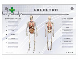 Электрифицированный стенд-тренажер "Скелетон" - fgospostavki.ru - Нижний Новгород