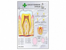 Электрифицированный стенд "Анатомия зуба" - fgospostavki.ru - Нижний Новгород