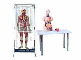 Интерактивный учебный комплекс "Анатомический атлас 3D" - fgospostavki.ru - Нижний Новгород