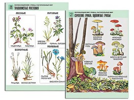 Комплект таблиц "Окружающий мир. Грибы. Растительный мир" (12 таблиц, А1, ламинированные) - fgospostavki.ru - Нижний Новгород