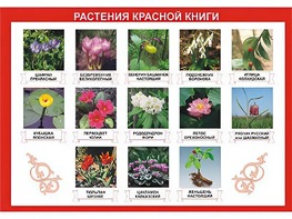Таблица демонстрационная "Растения Красной книги" (винил 100*140) - fgospostavki.ru - Нижний Новгород