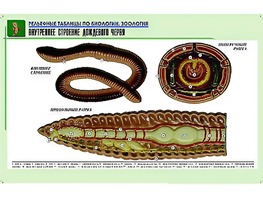 Рельефная таблица "Внутреннее строение дождевого червя" (формат А1, матовое ламинирование) - fgospostavki.ru - Нижний Новгород