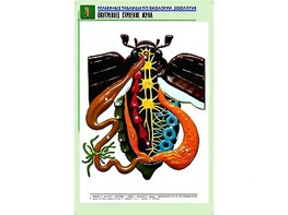 Рельефная таблица "Внутреннее строение жука" (формат А1, матовое ламинирование) - fgospostavki.ru - Нижний Новгород
