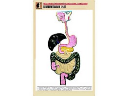 Рельефная таблица "Пищеварительный тракт" (формат А1, матовое ламинирование) - fgospostavki.ru - Нижний Новгород