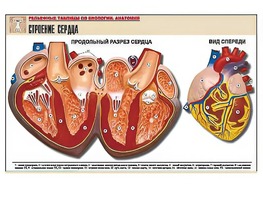 Рельефная таблица "Строение сердца" (формат А1, матовое ламинирование) - fgospostavki.ru - Нижний Новгород