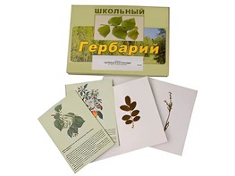 Гербарий "Деревья и кустарники" (22 вида, с иллюстрациями) - fgospostavki.ru - Нижний Новгород