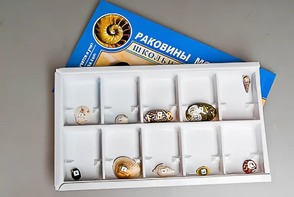 Коллекция "Раковины моллюсков" - fgospostavki.ru - Нижний Новгород
