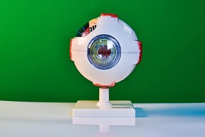 Модель глаза - fgospostavki.ru - Нижний Новгород