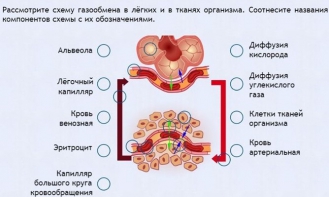 Интерактивные курсы. Биология 9 класс. Расширенный. - fgospostavki.ru - Нижний Новгород