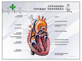 Стенд "Строение сердца человека" - fgospostavki.ru - Нижний Новгород
