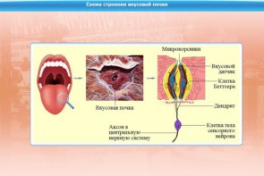 Интерактивные курсы. Биология 10 класс. Расширенный. - fgospostavki.ru - Нижний Новгород